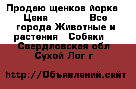 Продаю щенков йорка › Цена ­ 10 000 - Все города Животные и растения » Собаки   . Свердловская обл.,Сухой Лог г.